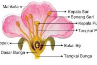 Morfologi, Struktur, Jumlah dan Letak Bunga Lengkap
