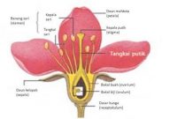 Featured image of post Panduan Lengkap Gambar Dasar Bunga Mawar Dan contohnya