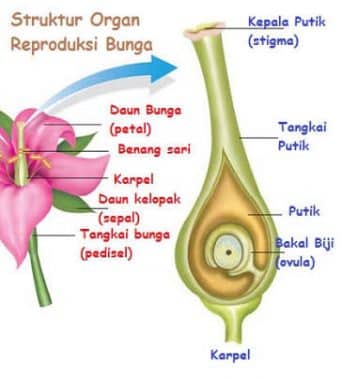 Organ Reproduksi Bunga Lengkap