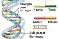 Mengenal Bahan – Bahan Genetika Lengkap