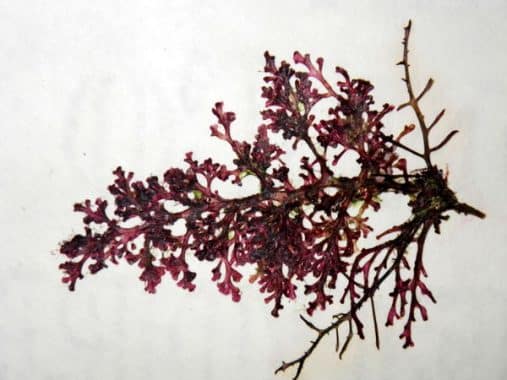 Penjelasan Alga Merah (Rhodophyta) Terlengkap