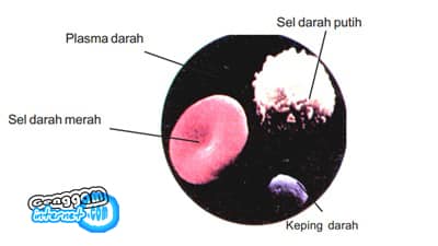 Darah terbesar menyusun darah plasma adalah protein yang contoh soal