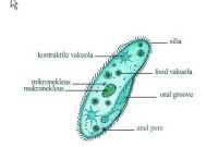 Protozoa dan Klasifikasi Protozoa serta Penjelasannya