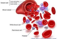 Sel – Sel Darah pada Makhluk Hidup serta Penjelasannya