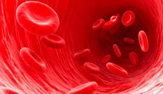 Penjelasan Sel  Darah  Merah  eritrosit Terlengkap