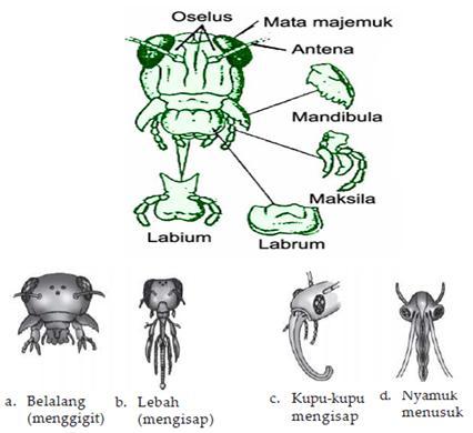 Mengenal Struktur serta Sistem Organ pada Insecta