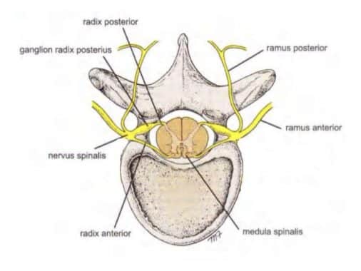 Bagian-bagian medula spinalis