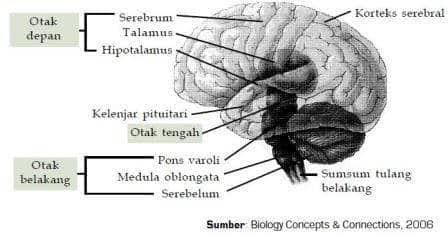Bagian-bagian otak