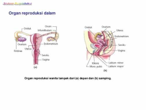Organ reproduksi wanita bagian dalam