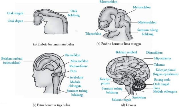 Perkembangan otak dari embrio sampai dewasa