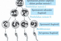 Gametogenesis pada Laki-Laki (Spermatogenesis)