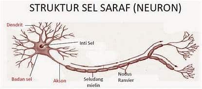 Struktur Sel Saraf (Neuron)