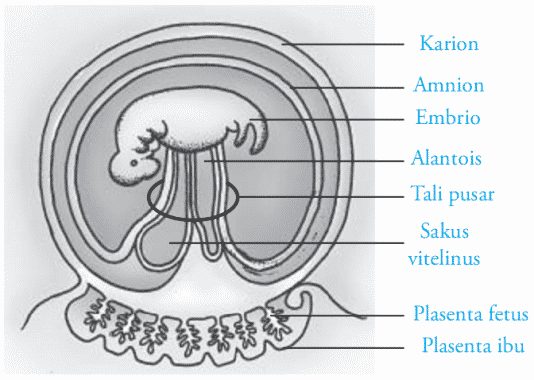 Struktur membran pelindung embrio
