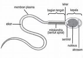 Struktur sperma
