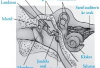 Indra Pendengaran (telinga) – Struktur dan Mekanisme Mendengar