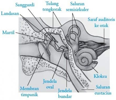 Struktur telinga