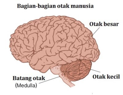 bagian-bagian otak manusia