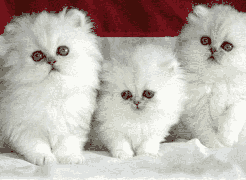 Cara-Merawat-Kucing-Persia-dengan-Benar